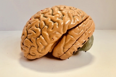 Indians Have Smaller Brains, A Study Revealed