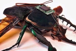Robotized Cockroaches benefits, Robotized Cockroaches techniques, insects robotized to hunt for survivors in a collapsed building, Robotized insects