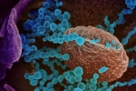 Lambda variant latest, Lambda variant latest, all about the new lambda variant of coronavirus and its symptoms, Lambda variant