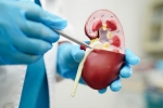 Creatinine Levels maintenance, Creatinine Levels breaking, tips to lower your creatinine levels, Fibre