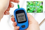 Blood Sugar Levels, Blood Sugar Levels tips, how to maintain blood sugar level to boost immunity, Antiviral