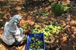 Nipah Effect, Nipah, nipah effect mango growers in karnataka faces tough time in export, Nipah virus