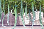 Snake Gourd latest breaking, Snake Gourd new updates, advantages of eating snake gourd, Food