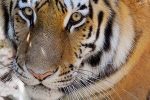 nadia, novel coronavirus, bronx zoo tiger nadia the first animal tested positive for covid 19, Bronx zoo
