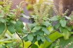 tulsi for skin benefits, tulsi for dandruff, tulsi for skin how this indian herb helps in making your skin acne free glowing, Toner