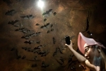 Wuhan CDC news, Wuhan CDC, a sensational video of scientists of wuhan cdc collecting samples in bat caves, Wuhan cdc
