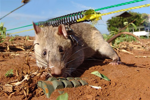 Rats Trained To Hunt Out Land Mines},{Rats Trained To Hunt Out Land Mines